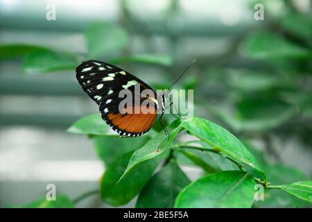 Bella farfalla rosso-nera su un ramo verde Foto Stock