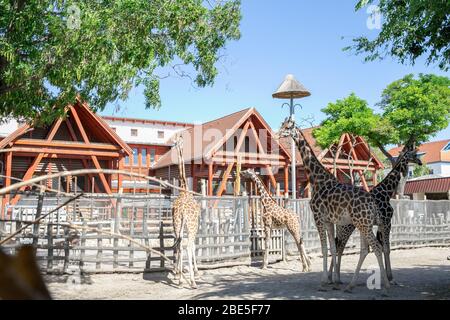 Giraffe nello zoo. Caldo giorno di primavera Foto Stock