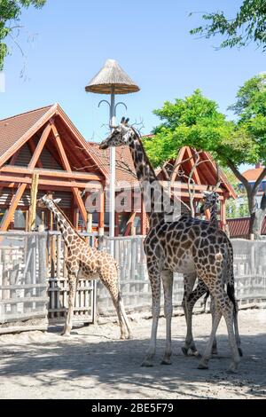 Giraffe nello zoo. Caldo giorno di primavera Foto Stock