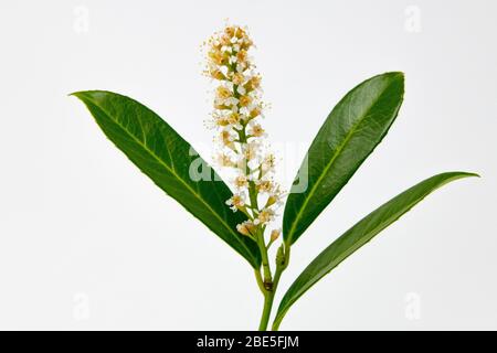 Prunus laurocerasus Herbergii o alloro di ciliegia in fiore. Foto Stock