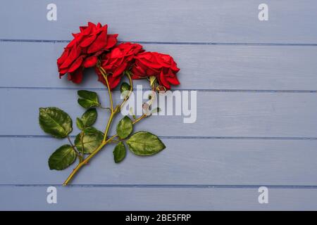 Spray tagliato di tre Rose rosse su tavole di legno blu Foto Stock