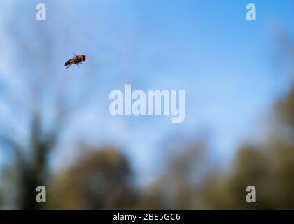 Un volo a volo su un morbido sfondo blu fuoco cielo con alberi e cespugli e spazio copia. Foto Stock