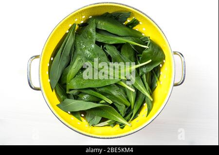 Foglie di Allium ursinum, note come aglio selvatico, ramsons, buckrams, aglio a foglia larga, aglio di legno, porro o aglio di orso in cucina metallo giallo Foto Stock