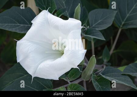 Datura innocia - fiore bianco dagli Stati Uniti, Centro e Sud America. Il fiore di luna con foglie verdi all'aperto. Sfondo floreale Foto Stock