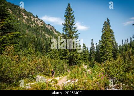 Bellissima foresta verde foto. Pini e un sentiero nella foresta. Estate sfondo di montagna. Montagna di Rila, Bulgaria Foto Stock