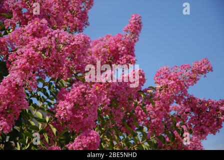 Fiori rosa su un mirto di colza, conosciuto anche come indicazione di Lagerstroemia Foto Stock