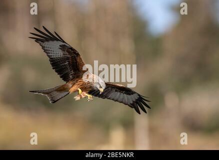 Red Kite (Milvus milvus) a Bwlch Nant yr Arian (nel mezzo del Galles) Foto Stock