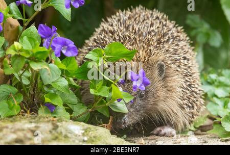 Hedgehog, (nome scientifico: Erinaceus Europaeus). Primo piano di un riccio selvaggio, nativo, europeo a Springtime. Sbirciare attraverso violette viola Foto Stock