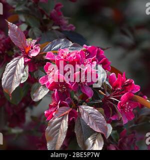 Granchio di mela con fiori rosa in fiore Foto Stock