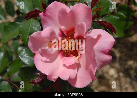 Bellissimo fiore di rosa conosciuto come Alissar, Principessa di Phoenicia, una Persica ibrida Foto Stock