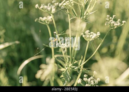 Il piccolo ragno si trova nella spiderweb tra i fiori bianchi. Sfondo campo fiori selvatici bianchi. Natura in estate. Achillea millefolium, Ya bianco Foto Stock