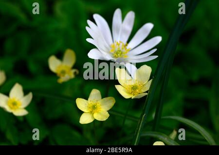 anemone x lipsiensis pallida, fiori color crema giallo anemone blanda bianco sfumature, fiori bianchi, fiori selvatici, fiori, fioritura, boschi, giardino di bosco, shad Foto Stock