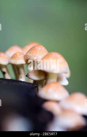 Funghi in miniatura fiabeschi che crescono nel bosco e nei boschi Foto Stock