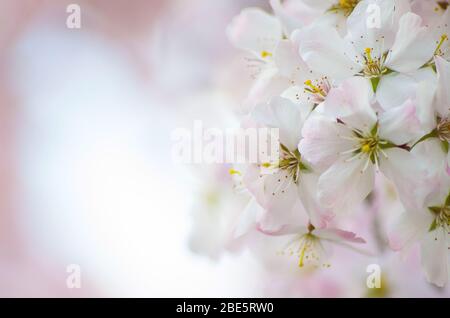 Fiore bianco e rosa di ciliegio Prunus fiore Foto Stock