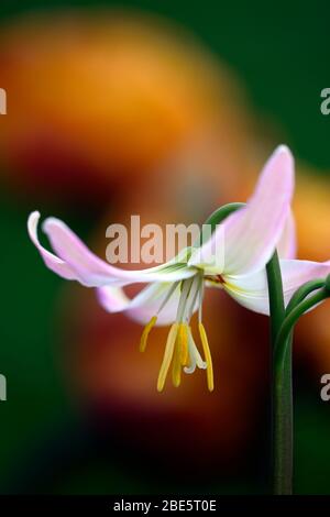 Erythronium kinfauns alba, giglio fawn, viola dogstooth, fiori rosa lilla, fioritura, grumi, legno, boschi, boschi, ombra, ombreggiato, ombreggiato, giardino, R. Foto Stock