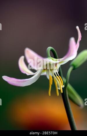 Erythronium kinfauns alba, giglio fawn, viola dogstooth, fiori rosa lilla, fioritura, grumi, legno, boschi, boschi, ombra, ombreggiato, ombreggiato, giardino, R. Foto Stock