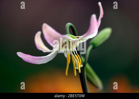 Erythronium kinfauns alba, giglio fawn, viola dogstooth, fiori rosa lilla, fioritura, grumi, legno, boschi, boschi, ombra, ombreggiato, ombreggiato, giardino, R. Foto Stock