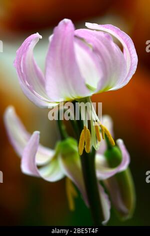 Erythronium kinfauns alba, giglio fawn, viola dogstooth, fiori rosa lilla, fioritura, grumi, legno, boschi, boschi, ombra, ombreggiato, ombreggiato, giardino, R. Foto Stock