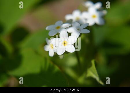 Non dimenticarmi con i fiori bianchi, Myosotis alpestris Foto Stock