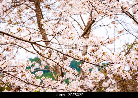 Il Blosm Sakura sul Monte Yoshino di Nara, Giappone Foto Stock