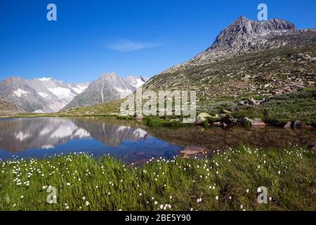 Lago alpino di Märjelensee vicino al ghiacciaio Aletsch. Eriophorum scheuchzeri fiori. Vallese, Alpi svizzere. Svizzera. Foto Stock