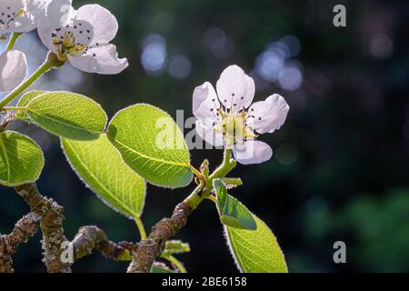 Fiore di Pero (Pyrus Communis) nel mese di aprile. Foto Stock