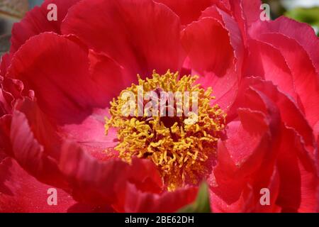 Fiore rosso di una Peonia albero, primo piano Foto Stock