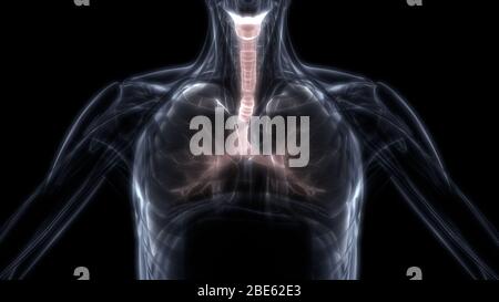 I polmoni fanno parte dell'anatomia del sistema respiratorio umano. 3D Foto Stock