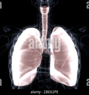 Polmoni Parte del rendering 3D con raggi X per anatomia del sistema respiratorio umano Foto Stock