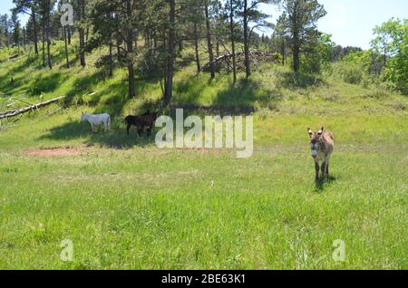 Fine primavera nel South Dakota: Asini selvatici delle Black Hills lungo la Wildlife Loop Road nel Custer state Park Foto Stock