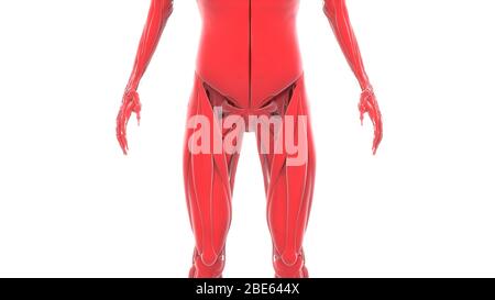 Rendering 3d dell'anatomia del sistema muscolare del corpo umano Foto Stock