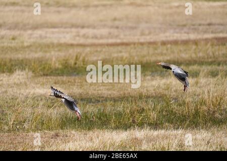 Questa coppia di oche Greylag sbarcano insieme su un terreno di pascolo ruvido in Scozia. Foto Stock