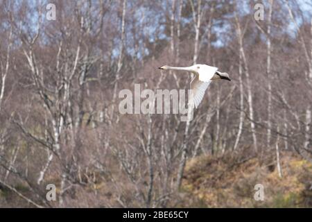 Un volo Whooper Swan, Scozia. Foto Stock