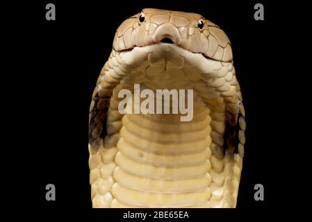 Cobra reale (Ophiophagus hannah) Foto Stock