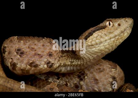 Vipera di salto dell'America Centrale (Atropoides mexicanus) Foto Stock