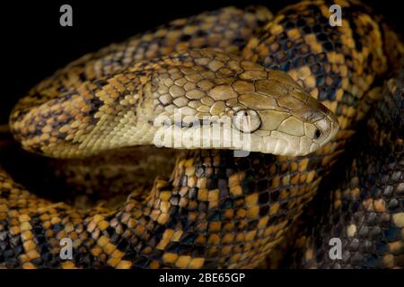 Jamacain boa (Chilabothrus subflavus) Foto Stock