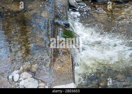 L'acqua fluente sembra essere un vetro a Des Moines Creek nello stato di Washington. Foto Stock