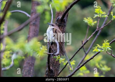 Cucù con fattura nera 19 maggio 2019 Newton Hills state Park, South Dakota Foto Stock