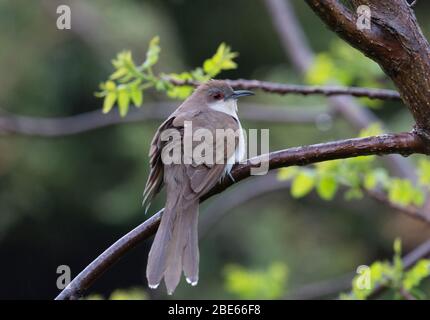 Cucù con fattura nera 19 maggio 2019 Newton Hills state Park, South Dakota Foto Stock