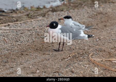 Franklin's Gull 16 maggio 2019 Madison Waterfowl Production Area, South Dakota Foto Stock