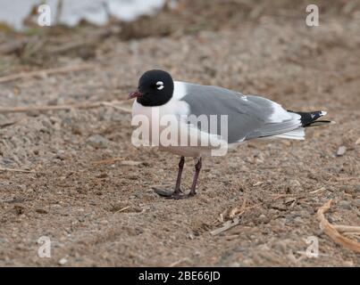 Franklin's Gull 16 maggio 2019 Madison Waterfowl Production Area, South Dakota Foto Stock
