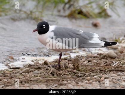 Franklin's Gull 16 maggio 2019 Madison Waterfowl Production Area, South Dakota Foto Stock