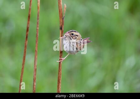 Henslow's Sparrow 19 maggio 2019 Newton Hills state Park, South Dakota Foto Stock