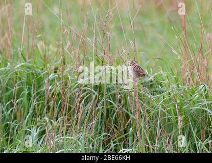 Henslow's Sparrow 19 maggio 2019 Newton Hills state Park, South Dakota Foto Stock