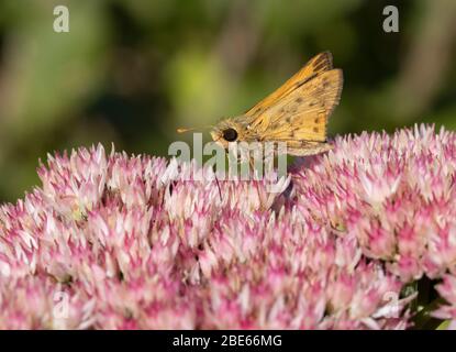 Hylephila phyleus settembre 18 2019 Perry Nature Area, South Dakota Foto Stock