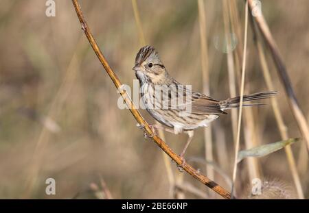 Lincoln's Sparrow - Melospiza lincolnii - Good Earth state Park, Lincoln County, South Dakota, Stati Uniti Foto Stock