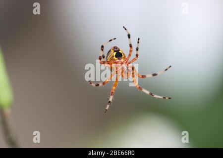 Marmorizzato Orb Weaver 14 settembre 2019 Brandon, South Dakota Foto Stock