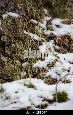 Macrofotografia. La corteccia di albero coltivato con muschio e licheni. Foto Stock