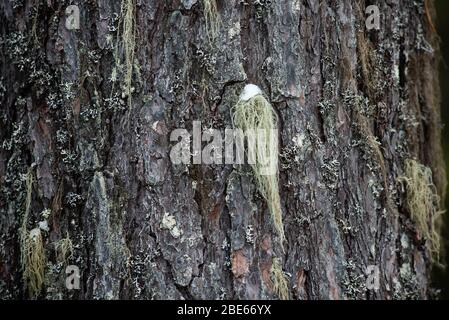 Macrofotografia. La corteccia di albero coltivato con muschio e licheni. Foto Stock