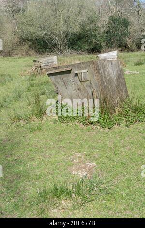 Patch di ortiche accanto a una vecchia coop di pollo crollante. I Nettles che urlano sono cotti commestibili e la pianta è stata usata nei rimedi di erbe. Foto Stock